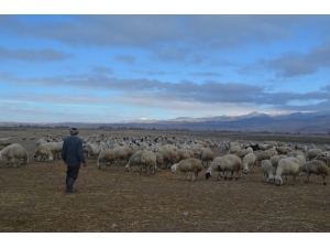 Çobanlar Hem Kış Şartları Hem De Arazi Şartları İle Mücadele Ediyor