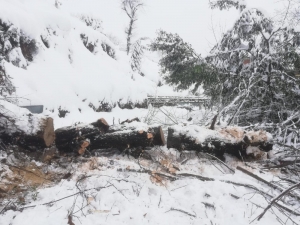 Kara Dayanamayan Ağaç, Yüksek Gerilim Hattını Da Kopardı