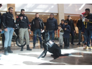Şanlıurfa’da Narkotik Köpeği ’Kyra’ İlgi Odağı Oldu