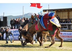 Geleneksel Deve Güreşleri 13’üncü Kez Gerçekleştirildi