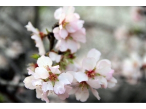 Datça Badem Çiçeği Festivali Sona Erdi