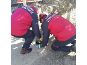 Kuyuda Mahsur Kalan Yavru Köpekler Kurtarıldı