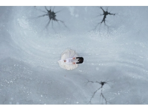 Buz Tutan Boraboy Gölü’nün Cesur Aşıkları