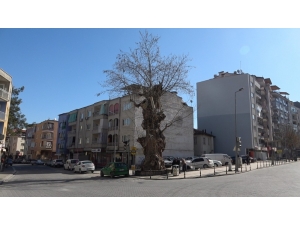 2 Asrı Geride Bıraktı Halen Ayakta