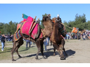 Kaş’ta Deve Güreşi Festivali
