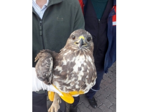 Kanadından Yaralı Halde Bulunan Şahin Korumaya Alındı