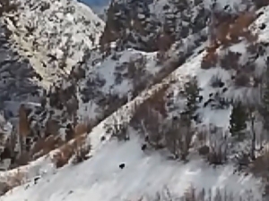 Köyün Yakınlarında Yiyecek Arayan Domuz Sürüsü Görüntülendi