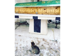 Hayatını Kaybeden Hayvanseveri, Beslediği Kedisi Yalnız Bırakmadı
