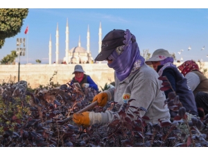 Parklarda Bakım Ve Çiçeklendirme Çalışması