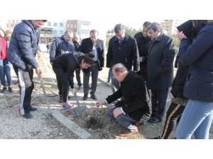 Mersin’de Okul Bahçelerine 400 Hünnap Fidanı Dikildi