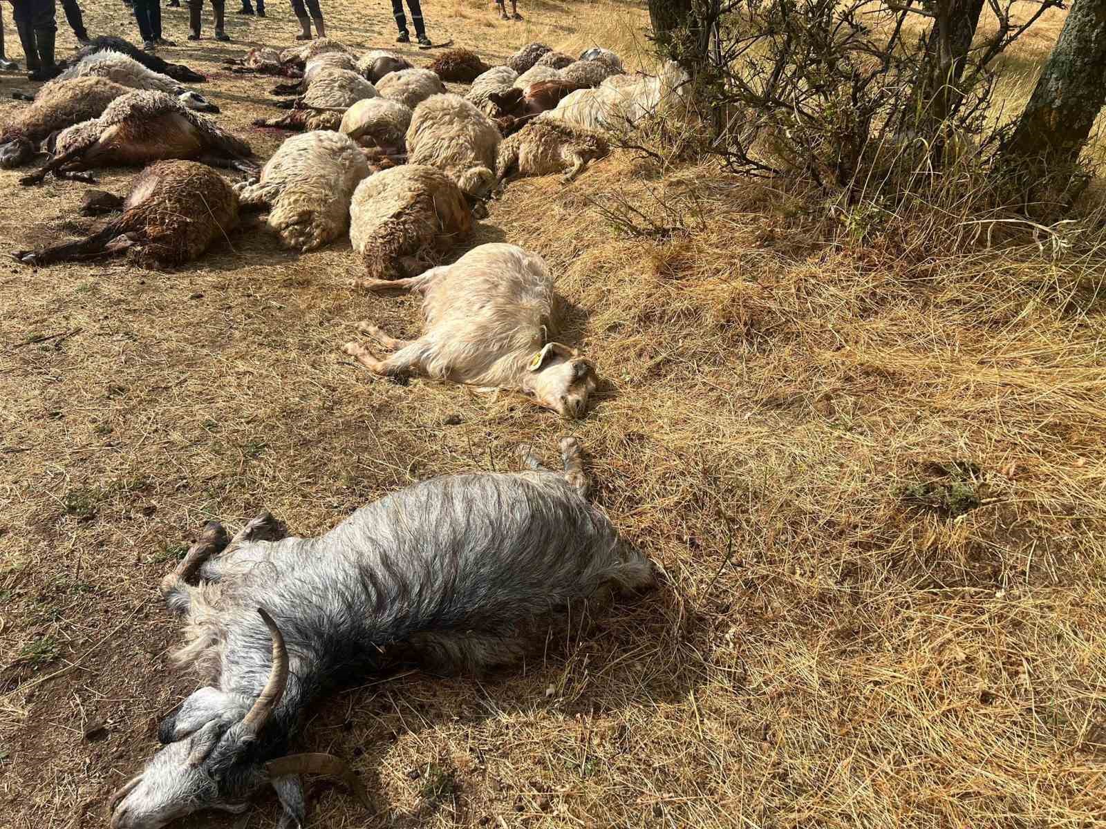 suruye-yildirim-isabet-etti-36-kucukbas-hayvan-telef-oldu