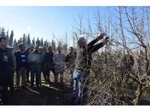 Meyve Ağaçlarında Budama Eğitim Seferberliği