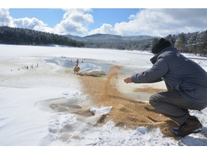 Akdağ’da Yaban Hayvanlarına Yemleme Desteği