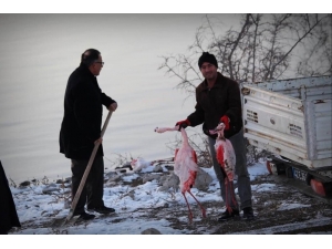 İvriz Barajı’nda 12 Flamingo Ölü Bulundu