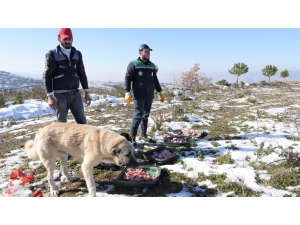 Başiskele’de Sokak Hayvanlarına Yardım Eli