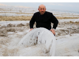 Karpuz Tarlalarını Buz Kesti