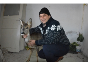 Dereye Düşen Yaralı Karacanın İmdadına Vatandaş Yetişti