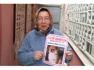 Kayıp Köpeğini Bulana Ödül Verecek