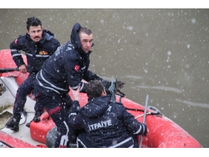 Yeşilırmak’a Düşen Yavru Kediyi İtfaiye Kurtardı