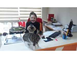 Sokaktan Bulduğu Kedilerini Ofiste Besliyor, Çalışanlarını Hayvan Sevgisi Olanlardan Seçiyor