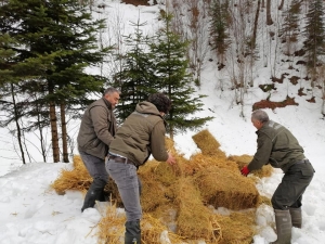 Kar Yağışı Nedeniyle Aç Kalan Hayvanlara Yem Bırakıldı