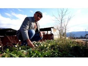 Doğuda Kış Batıda Bahar