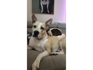 1 Aydır Kayıp Olan İki Köpeğinin Bulunması İçin Seferber Oldu