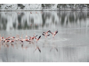 Konya’da 13 Flamingo Soğuktan Öldü
