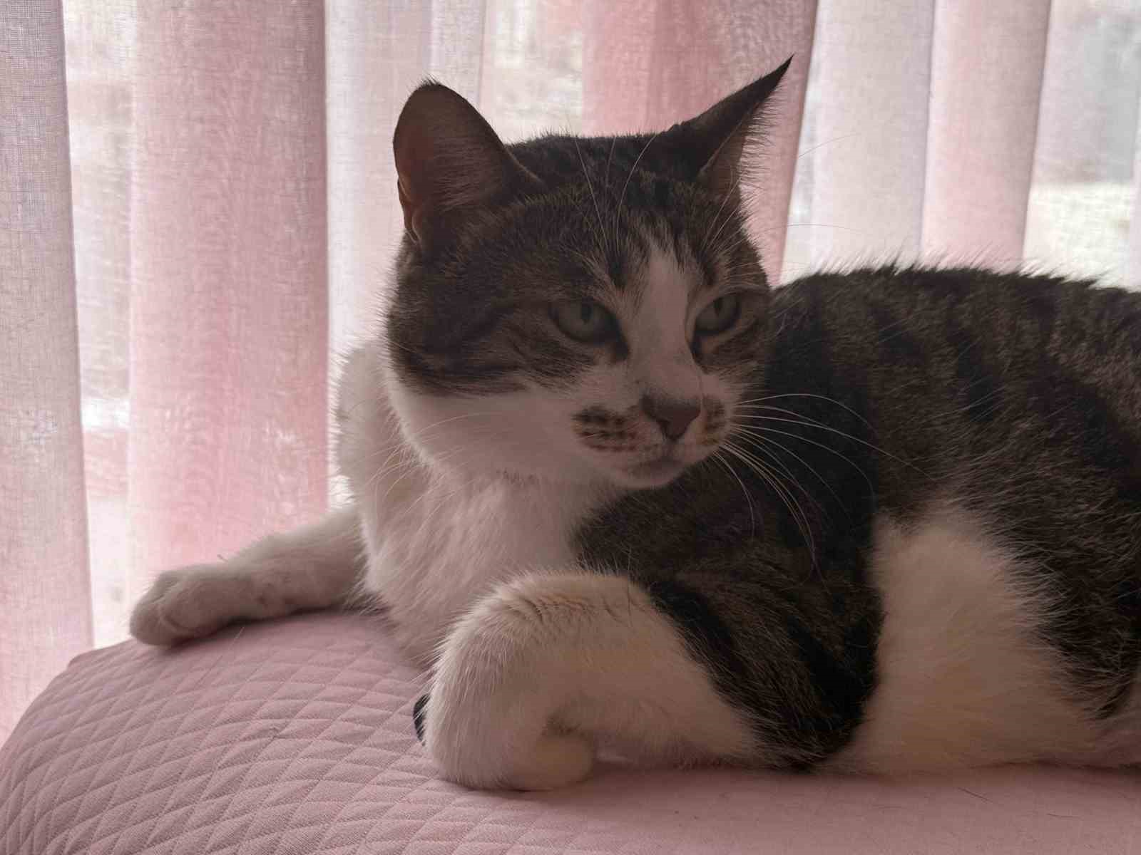 hircin-kedi-hirsizlara-gecit-vermedi-o-anlar-kamerada