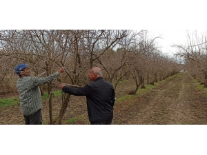 Ödemiş’te Budama Zamanı