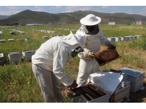 Sivas Ballandı, En Çok Bal Üreten 4. Şehir Oldu