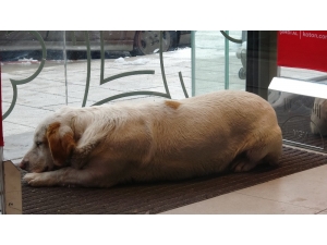 Soğukta Üşüyen Köpek Mağazanın Sıcak Kliması Altında Uyuya Kaldı