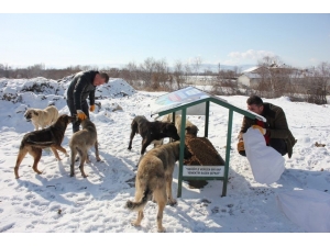 Belediyeden Sokak Hayvanlarına Yem Desteği