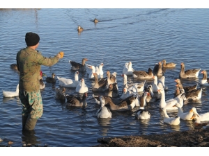 Üniversiteli Besici Kazlı Ördekli Çiftliğinde Hayvanlarının Çobanlığını Yapıyor