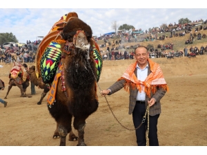 Turgutlu Belediyesi Geleneksel Deve Güreşlerine Hazırlanıyor