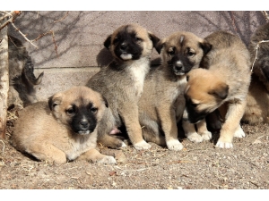 Çankaya’da Sokak Hayvanlarına Yönelik Çalışmalar Devam Ediyor
