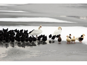 Kayseri’de Göl Dondu