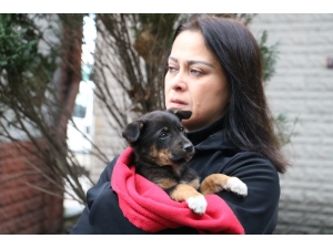 Zonguldak’ın Kozlu İlçesinde 8 Köpek Yavrusundan 7’si Ormanlık Alanda Ölü Bulundu