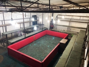 Dernek Başkanının Yer Temin Ettiği Horoz Dövüşüne Polis Baskını