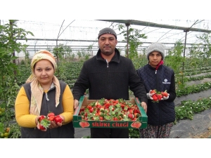 Silifke’de Kış Ortasında Çilek Hasadı