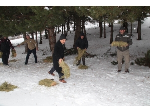 Akşehir’de Yabani Hayvanlar İçin Doğaya Yem Bırakıldı