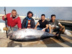 Dev Orkinos Amatör Balıkçıları 8 Saat Datça’dan Kos’a Oradan Bodrum’a Sürükledi