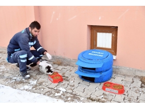 Aksaray Belediyesi Sokak Hayvanlarına Sahip Çıkıyor