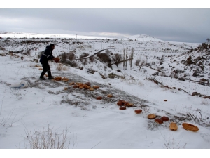 Hayvan Dostu İncesu