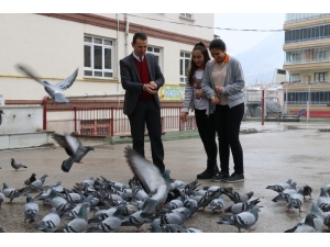 Okul Bahçesini Mesken Tutan Güvercinleri Öğretmenlerle Öğrenciler Yemliyor