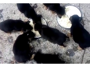 Derme Çatma Yuvada Ölü Bulunan Sokak Köpeklerinin Son Görüntüleri Ortaya Çıktı