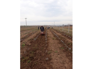 Ergene’de Lavanta Bahçeleri Hazırlanıyor