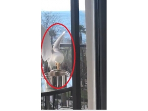 Martının Tencere Kapağını Gagasıyla Açarak Kapuska Yemesi Kamerada