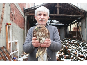 Yaralı Kızıl Şahine Esnaf Sahip Çıktı
