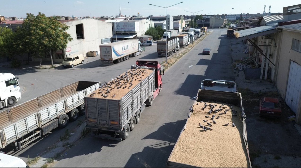 bugday-pazarinda-guvercinler-de-nasibini-aliyor
